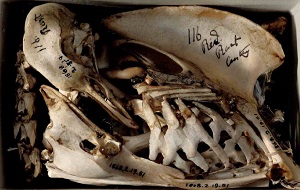 فسیل ها و استخوان های اکتشافی توسط داروین