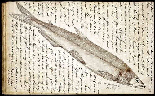  نمونه دفترچه یادداشت داروین در  سفر با کشتی بیگل