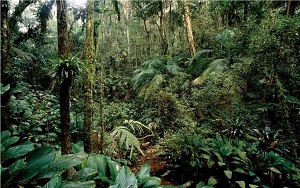 داروین بعد از دریازدگی‌های فراوان پاداش خود را گرفت: جنگل‌های حاره‌ای آمریکای جنوبی