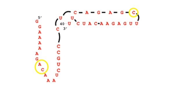 مولکول RNA