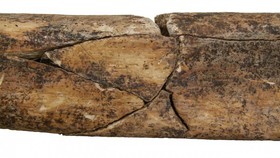 نشانه‌ای از استخوان شکسته پا در دوران نوسنگی کشف شده در آلمان