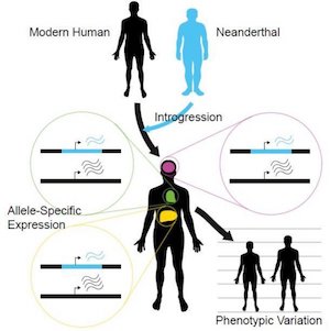 نقش DNA نئاندرتال ها در بیان ژن انسان