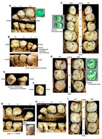 دندان هابیت‌ها در اندونزی پیدا شد.