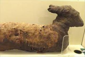 70میلیون حیوان مومیایی شده در مصر باستان