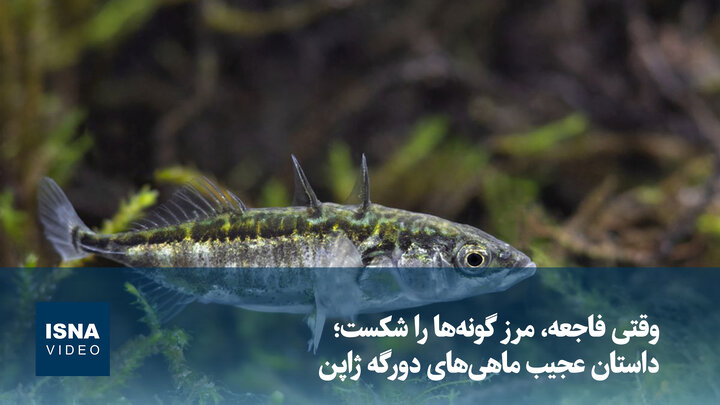 ویدیو | وقتی فاجعه، مرز گونه ها را شکست؛ داستان عجیب ماهی های دورگه ژاپن