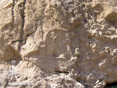 نقش دوم آنوبانی‌نی بر صخره میان-کل