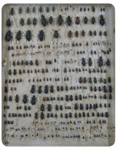 نمونه‌ای از جمع‌آوری‌های داروین هنگام گردش