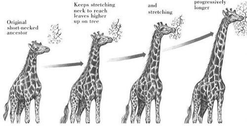 عقیده لامارکیست‌ها درباره زرافه