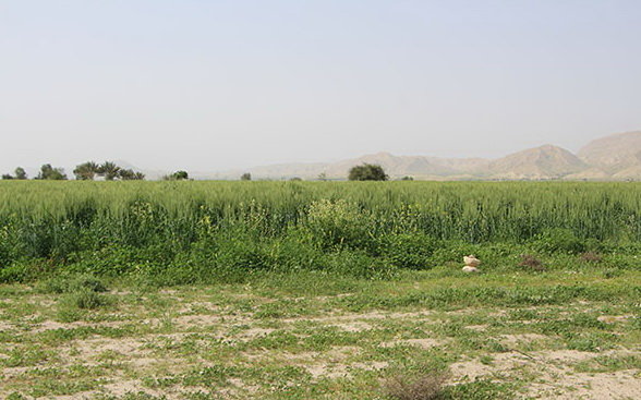 کشت‌هایی که بر روی شهر باستانی انجام گرفته است