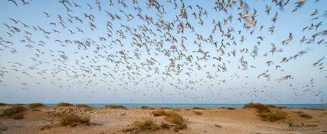 جزیره نخیلو