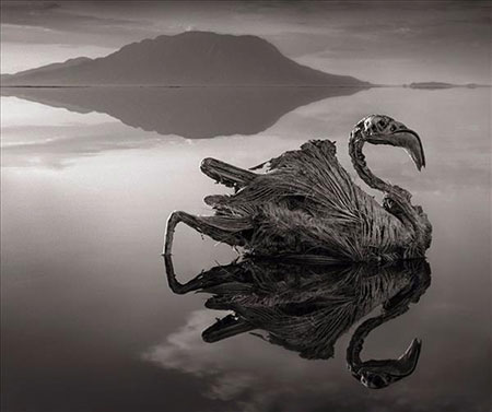 یک سری از وحشتناک‌ترین عکس‌های موجود در جهان در دریاچه‌ی نمک ناترون گرفته شده اند