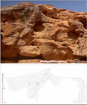 باستان‌شناسان در بیابان‌های مرکزی عربستان سعودی حکاکی‌هایی با نقش شتر در اندازه واقعی کشف کردند.