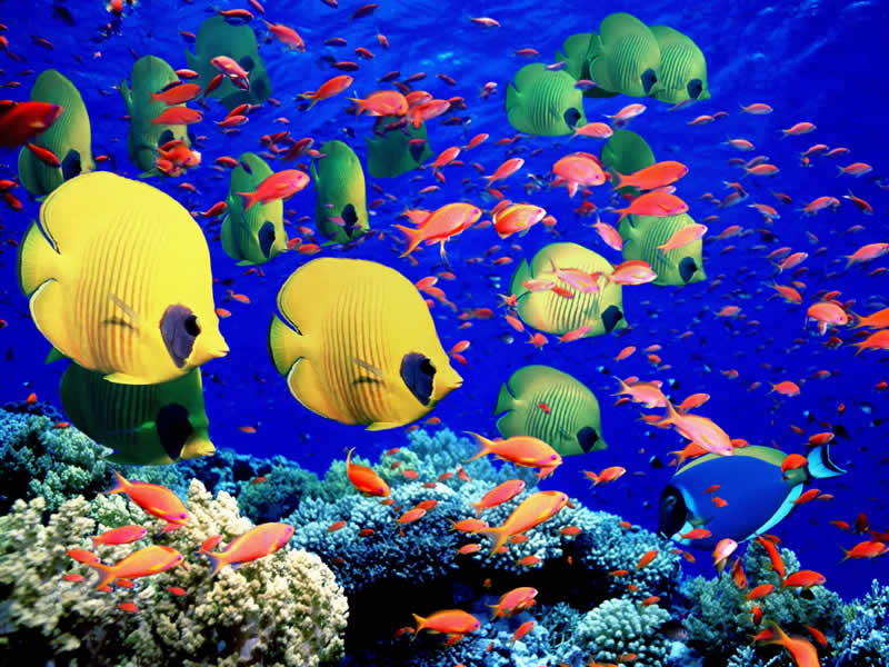Great-Barrier-Reef
