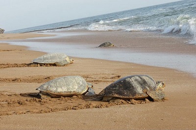 لاک‌پشت‌های هرمز