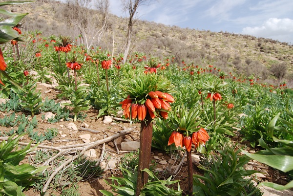 لاله‌های واژگون