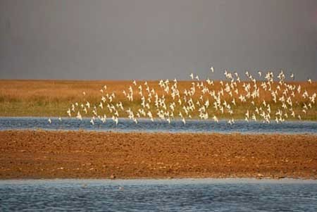 تالاب شادگان سیستم زیست محیطی وسیع متشکل از تالاب‌های شیرین و شور