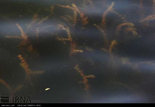 گیاهان آبزی تالاب آب شیرین  زریوار