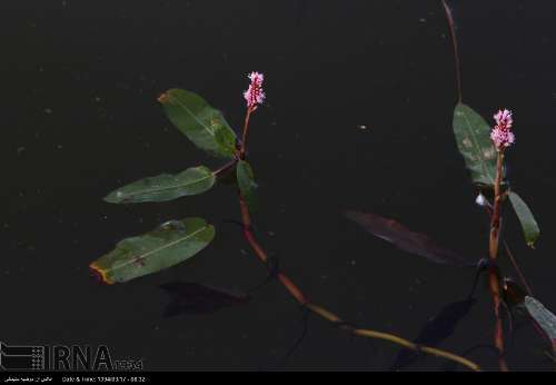 آبزیان تالاب آب شیرین  زریوار