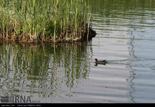 پرندگان تالاب آب شیرین  زریوار