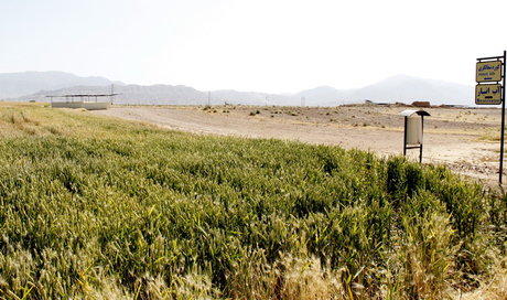 مزارع کشاورزی در حریم قلعه