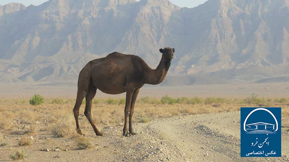 شتر و شتر سواری در کویر مصر