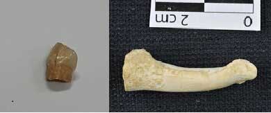 تصویر دندان نئاتدرتال کشف شده در کرمانشاه و بقایای انسان‌های اولیه در فیلیپین