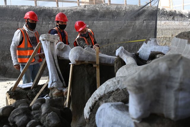 اسکلت‌ ماموت‌های کشف‌شده در مکزیک