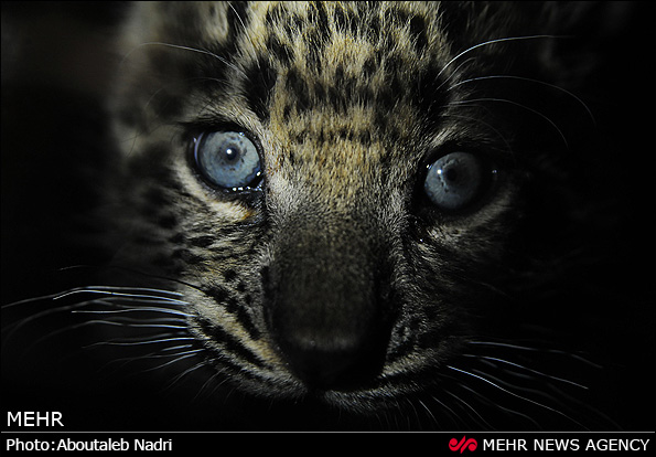 نگهداری دو توله پلنگ رها شده