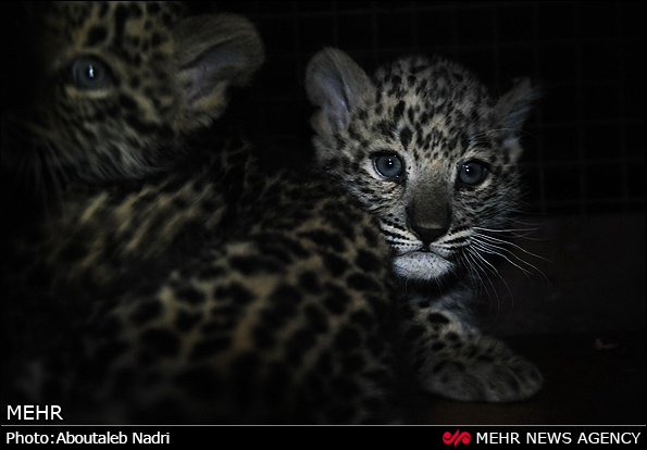 نگهداری دو توله پلنگ رها شده