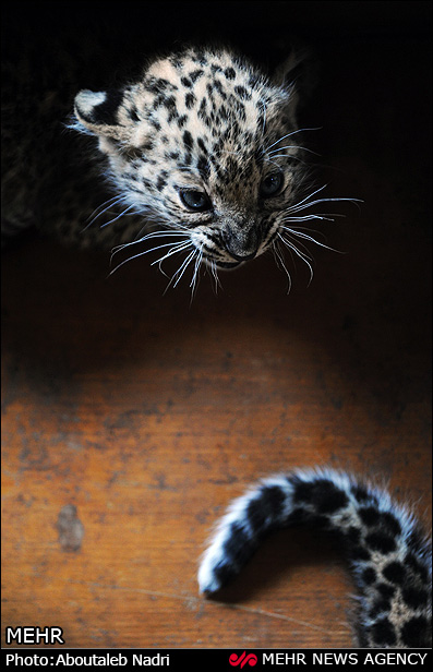 نگهداری دو توله پلنگ رها شده