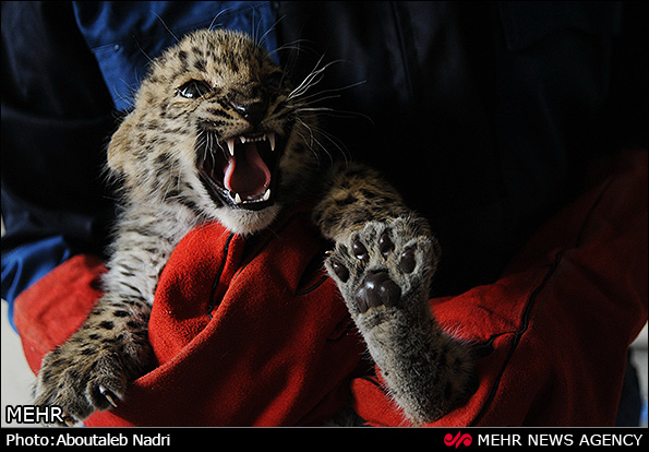 نگهداری دو توله پلنگ رها شده