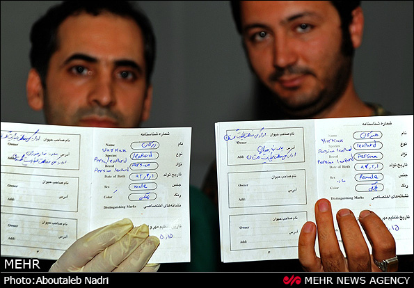 نگهداری دو توله پلنگ رها شده