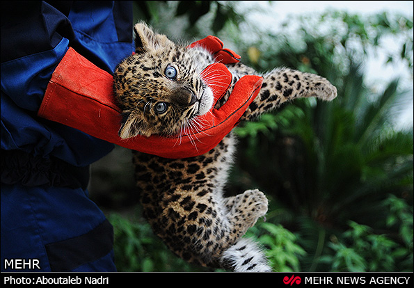 نگهداری دو توله پلنگ رها شده