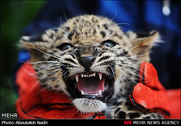 نگهداری دو توله پلنگ رها شده