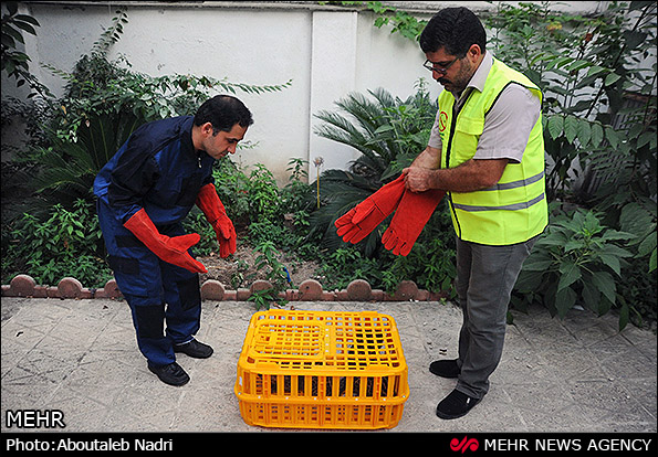 نگهداری دو توله پلنگ رها شده