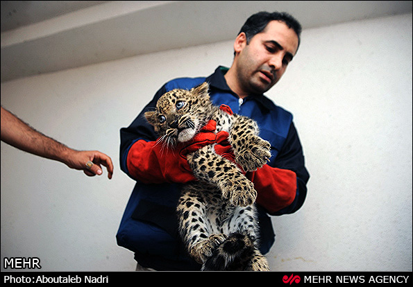 نگهداری دو توله پلنگ رها شده