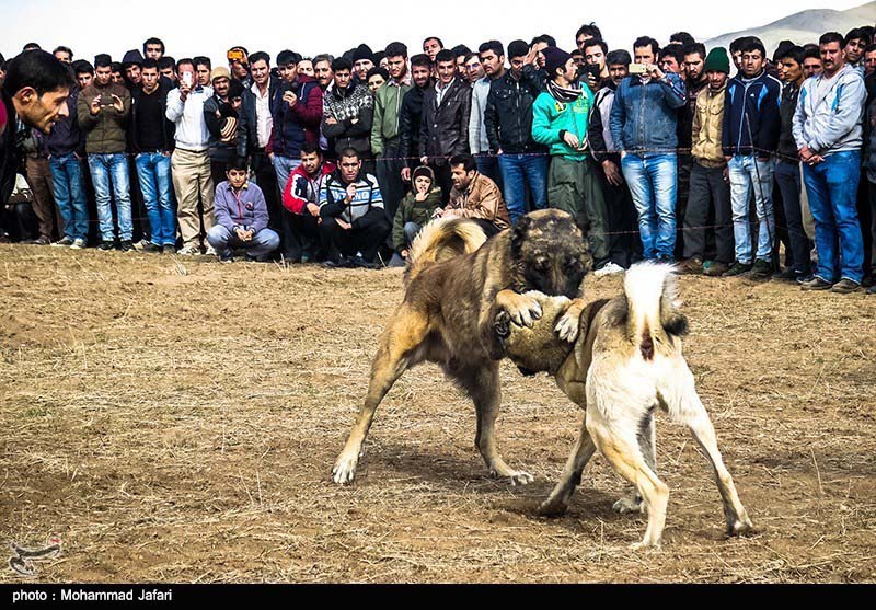 سگ‌های گلادیاتور