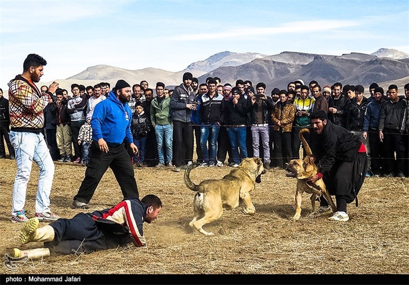 سگ‌های گلادیاتور