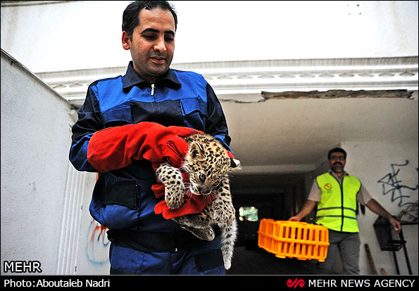 نگهداری دو توله پلنگ رها شده