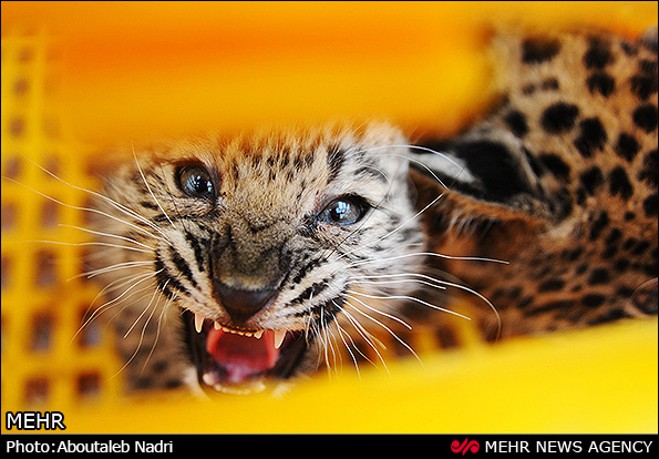 نگهداری دو توله پلنگ رها شده