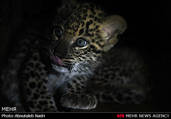 نگهداری دو توله پلنگ رها شده