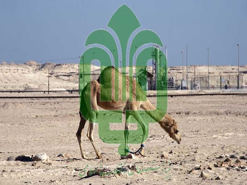 ورود بنياد‌مستضعفان به يك پروژه پرسرو‌صدا