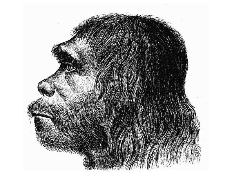 بررسی مغز نئاندرتال‌ها