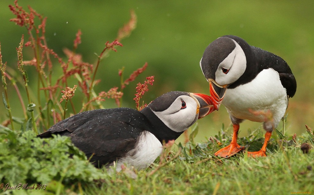 آیا “اسکول” نام یک پرنده است؟