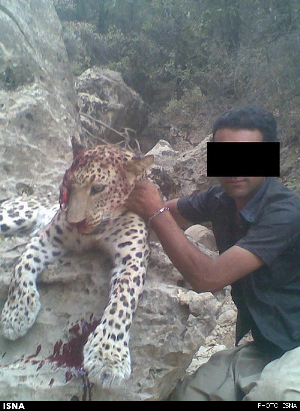 فاجعه ای دیگر : شکار یک قلاده پلنگ در ارتفاعات ایلام