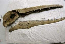 فسیل پرنده 22 میلیون ساله و از دست رفتن دندان پرندگان