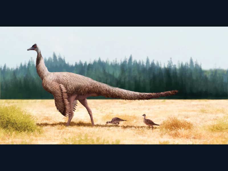 دایناسورها و پرهای آنها