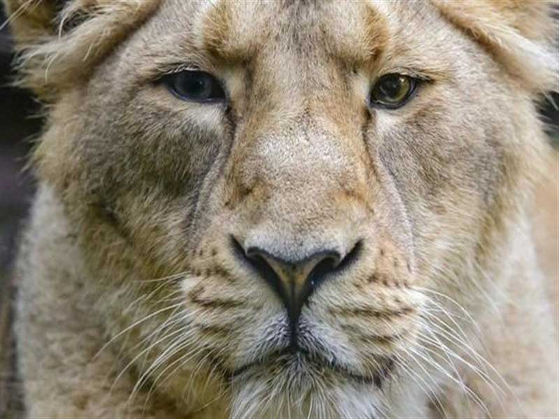 بازگشت شیر ایرانی به کشور پس از ۸۰ سال