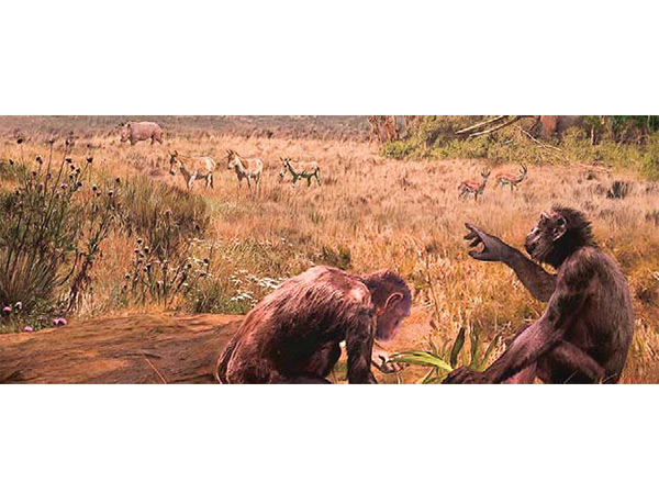 محل جدايش اجداد انسان‌ها و کپي‌هاي بزرگ