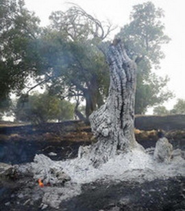 آتش بر جان جنگل های ایران